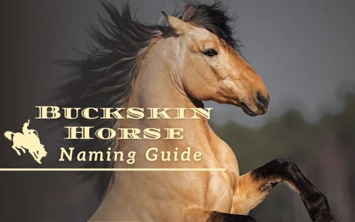 Buckskin Horse Naming Guide