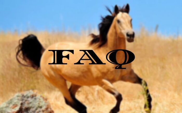 horse names faqs