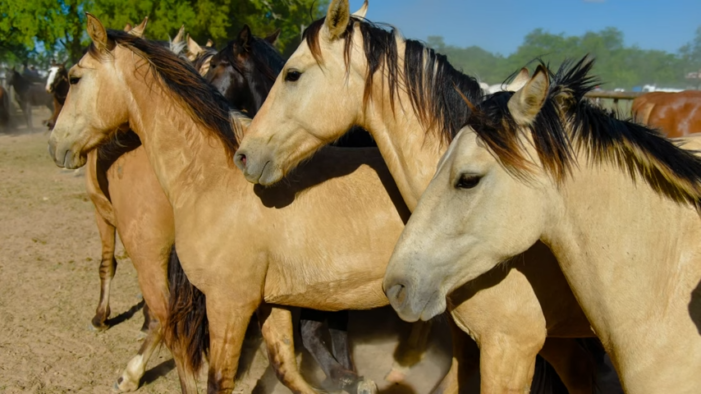 tan-colored body horse